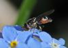 Platycheirus sp.